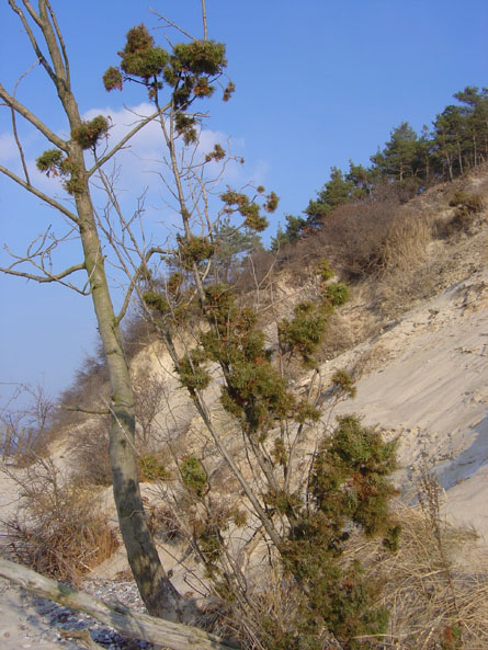klif04