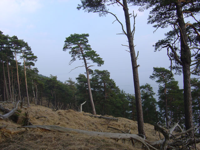 klif12